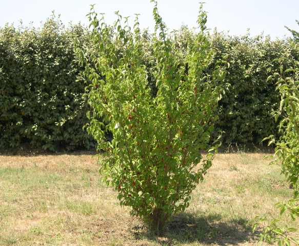 Cornus mas L. : cultivar 'Elegantny'