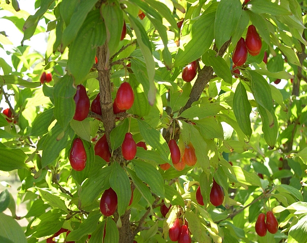 Cornus mas L. : fructification du cultivar 'Elegantnii'