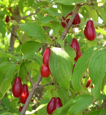 Cornus mas L. : feuilles et fruits du cultivar 'Elegantnii'