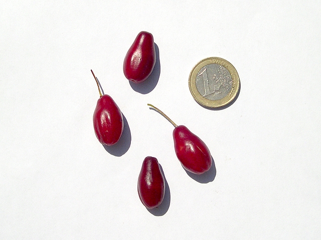 Cornus mas L. : fruits du cultivar 'Elegantnii'