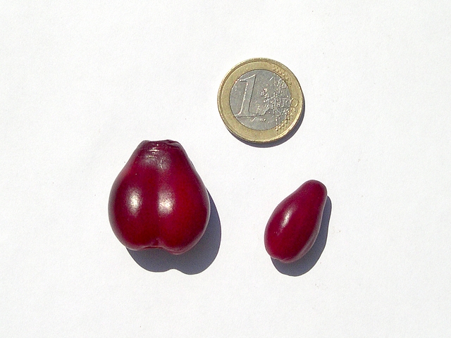 Cornus mas L. : anomalie de fructification du cultivar 'Elegantnii'