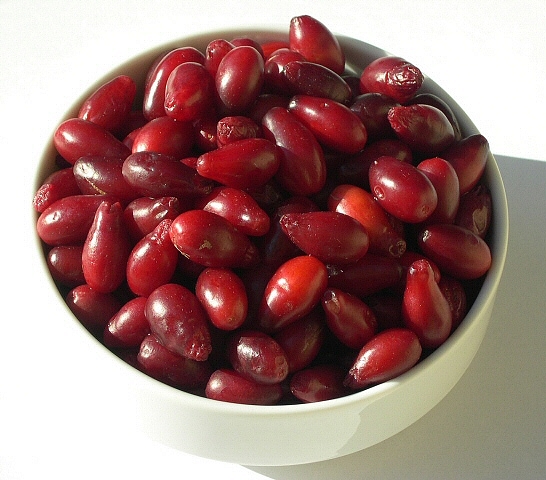 Cornus mas L. : coupelle de fruits du cultivar 'Elegantnii'