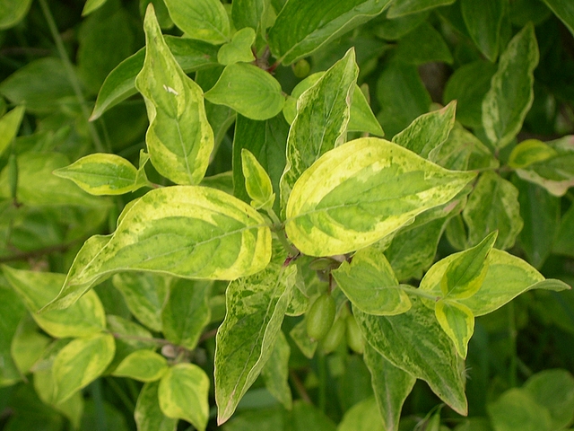 Cornus mas 'Elegantissima' : feuillage d'un sujet plant� en plein soleil
