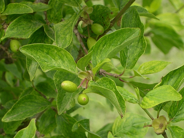 Cornus mas 'Elegantissima' : feuillage avec retour au type