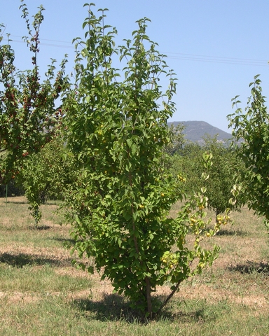 Cornus mas var. fructu flavo : jeune sujet en fruits