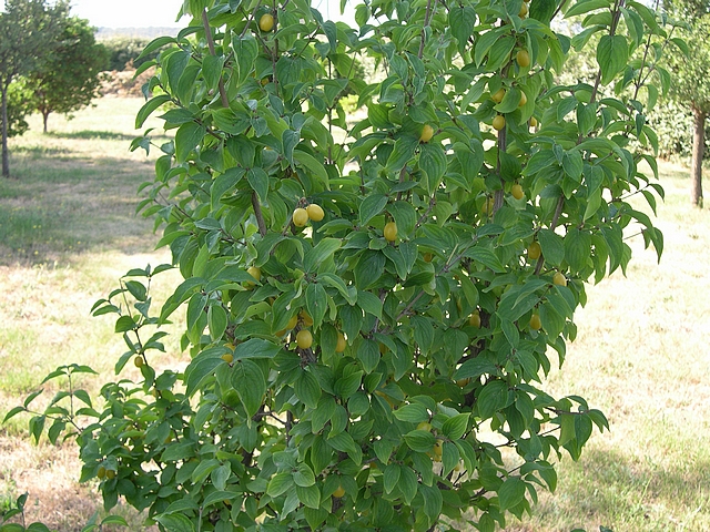 Cornus mas var. fructu flavo : feuillage et fruits