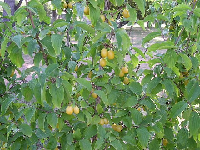 Cornus mas var. fructu flavo : fructification