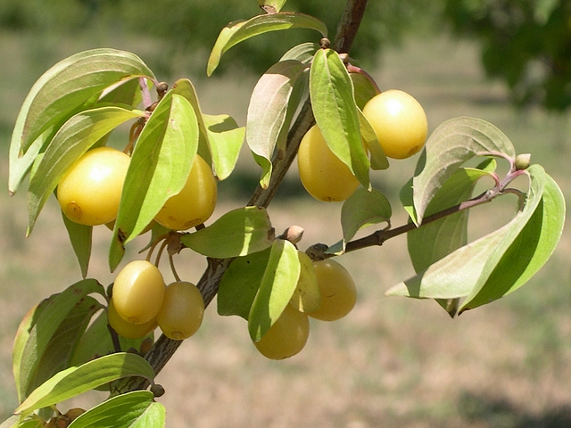 Cornus mas var. fructu flavo : fruits (cornouilles jaunes)