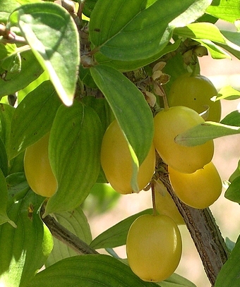 Cornus mas var. fructu flavo : fruits (cornouilles jaunes)