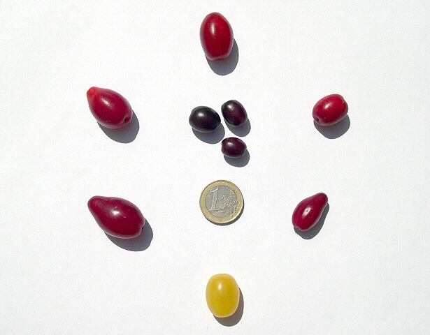 Cornus mas L. : fruits de diff�rents cultivars