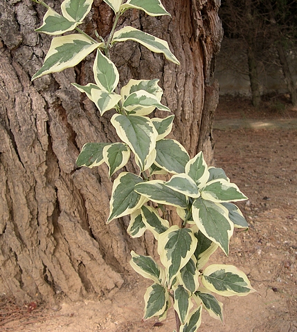 Cornus mas 'Variegata' : feuillage