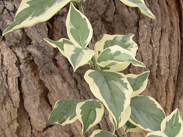 Cornus mas 'Variegata' : feuilles