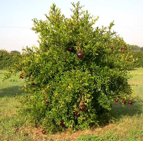 Punica granatum 'Fruits Pourpre Noir' 