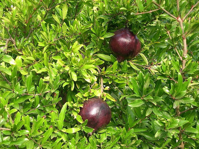 Punica granatum 'Fruits Pourpre Noir' : feuillage et fructification