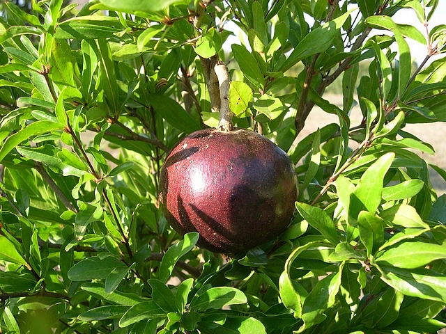 Punica granatum 'Fruits Pourpre Noir' : fruit