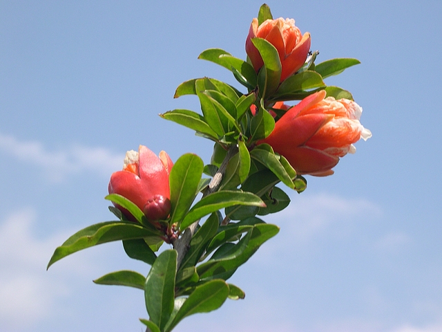 Punica granatum 'Legrelliae' : ouverture des boutons floraux