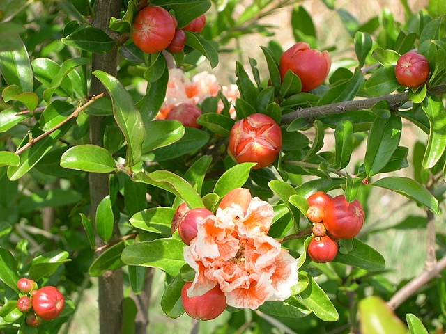 Punica granatum 'Legrelliae' : floraison (d�but)