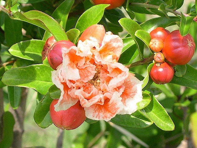 Punica granatum 'Legrelliae' : fleur