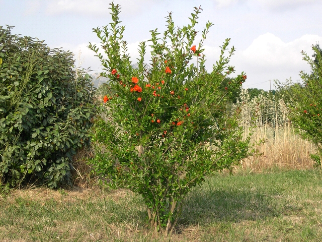 Punica granatum 'Maxima Rubra'