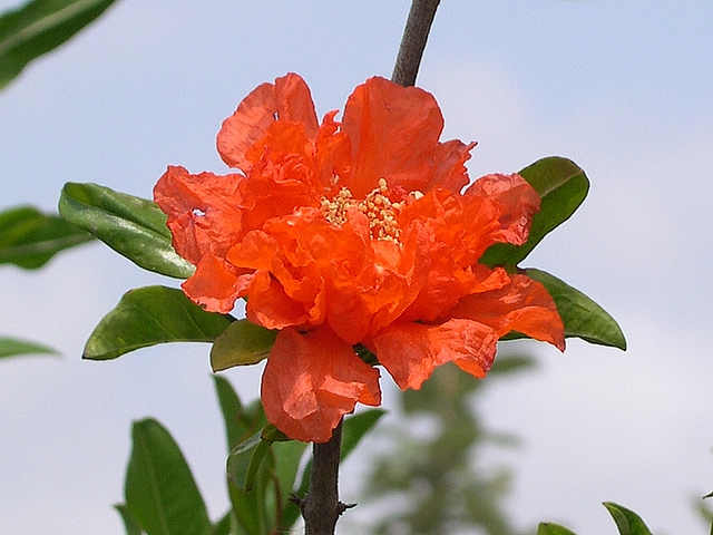 Punica granatum 'Maxima Rubra' : fleur