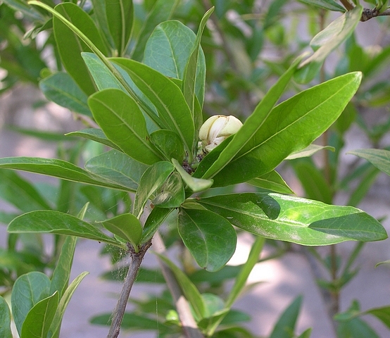 Punica granatum 'Alba' : bouton floral