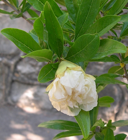 Punica granatum 'Alba' : fleur