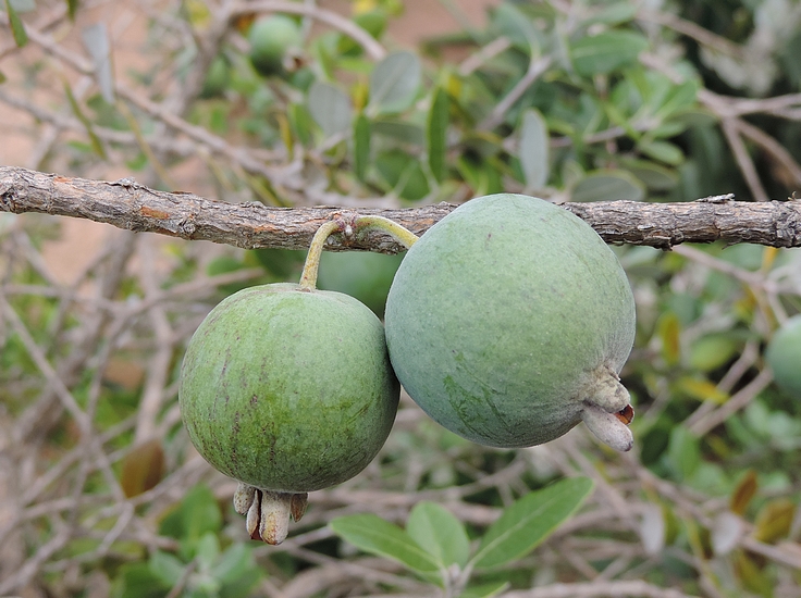 Acca sellowiana (Feijoa) : groupe de 2 fruits sur un rameau de l'ann�e pr�c�dente.