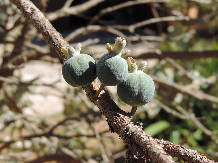 Acca sellowiana (Feijoa) : groupe de 3 fruits r�partis sur 2 points d'attache sur rameaux de l'ann�e pr�c�dente.