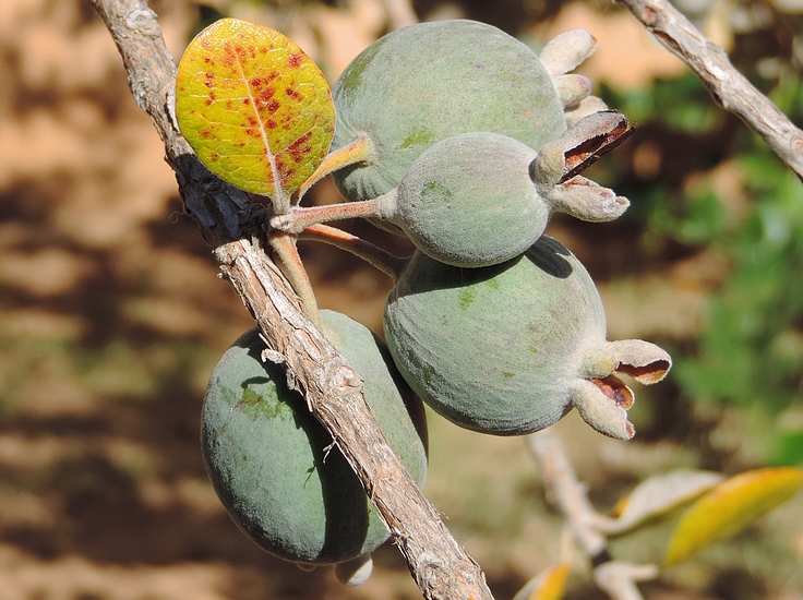 Acca sellowiana (Feijoa) : groupe de 4 fruits sur un rameau de l'ann�e pr�c�dente.