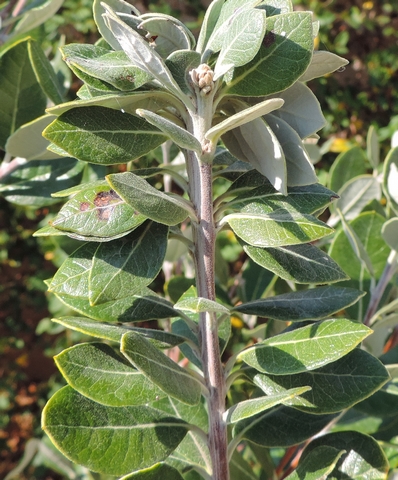 Feijoa : ph�nom�ne de fasciation sur la partie terminale d'un rameau