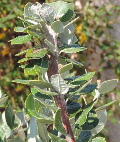 Feijoa : ph�nom�ne de fasciation sur la partie terminale d'un rameau