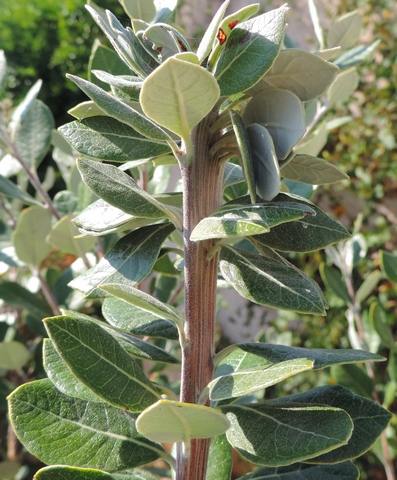 Feijoa : ph�nom�ne de fasciation sur la partie terminale d'un rameau