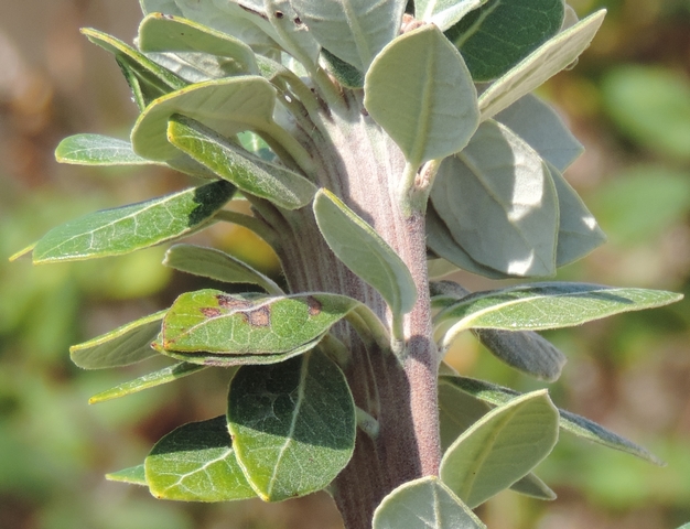 Feijoa : extr�mit� d'un rameau pr�sentant une fasciation