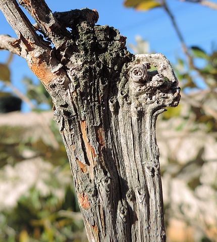 Feijoa : rameau pr�sentant une fasciation, observ� quatre ans apr�s son d�veloppement