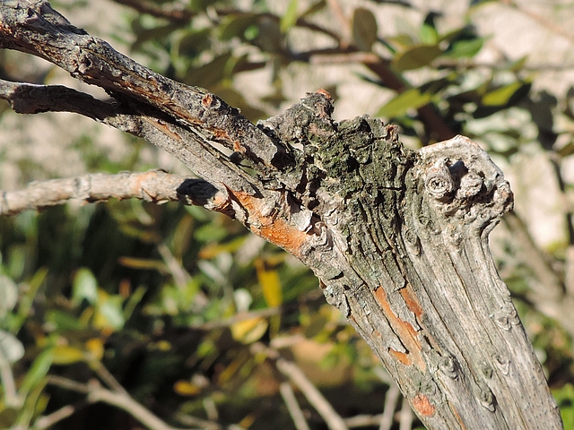 Feijoa : trois pousses normales �mises par un rameau pr�sentant une fasciation