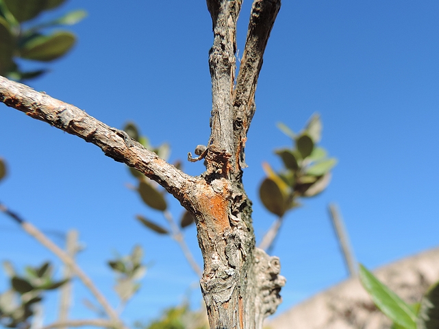 Feijoa : trois pousses normales �mises par un rameau pr�sentant une fasciation