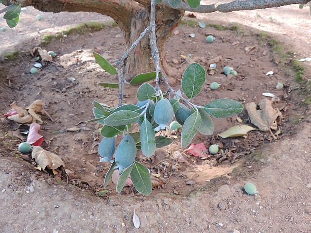 Acca sellowiana (Feijoa) : fruits dans le bas de la touffe
