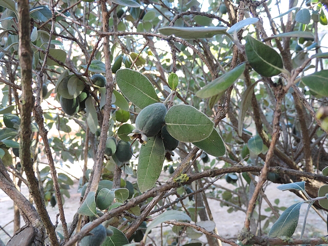 Acca sellowiana (Feijoa) : fruits � l'int�rieur de la touffe