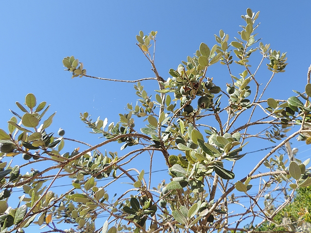 Acca sellowiana (Feijoa) : fruits dans le haut de la touffe