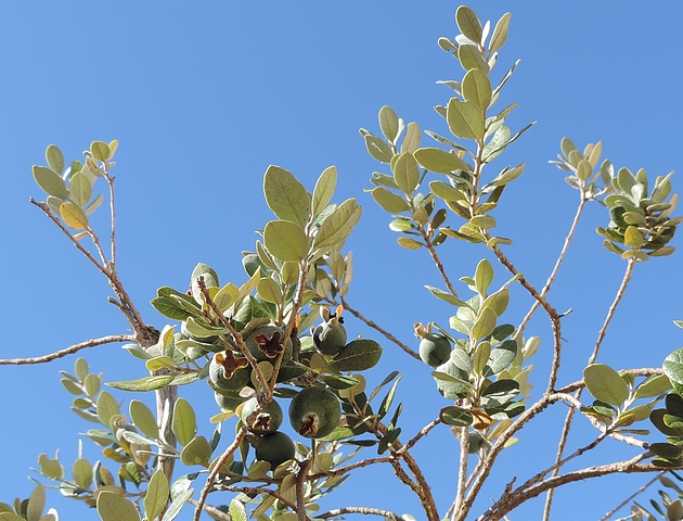 Acca sellowiana (Feijoa) : fruits dans le haut de la touffe