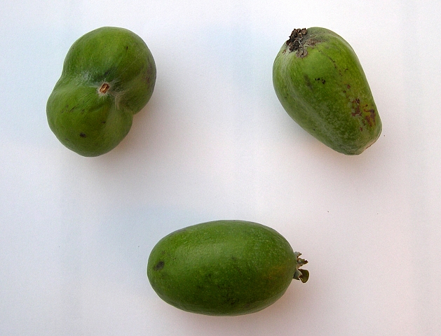 Acca sellowiana (Feijoa) : deux fruits anormaux (en bas, fruit normal)