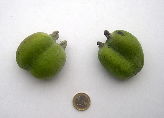 Acca sellowiana (Feijoa) : fruits anormaux (accolement de 2 fruits).