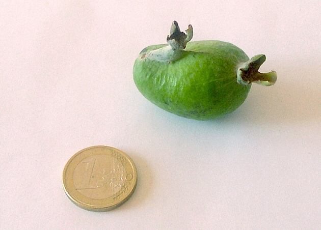 Acca sellowiana (Feijoa) : fruit anormal (inclusion d'un fruit dans un autre).