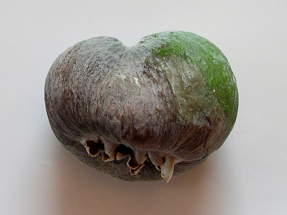 Acca sellowiana (Feijoa) : fruit anormal (fusion de 3 fruits).