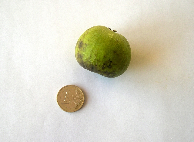 Acca sellowiana (Feijoa) : fruit anormal (forme atypique).