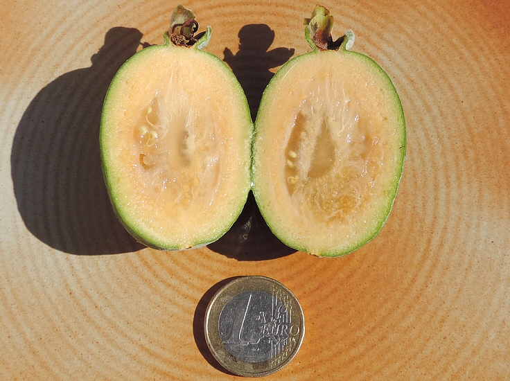 Acca sellowiana (Feijoa) : coupe longitudinale du fruit m�r.