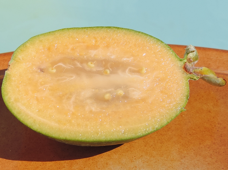 Acca sellowiana (Feijoa) : pulpe du fruit m�r (coupe longitudinale).
