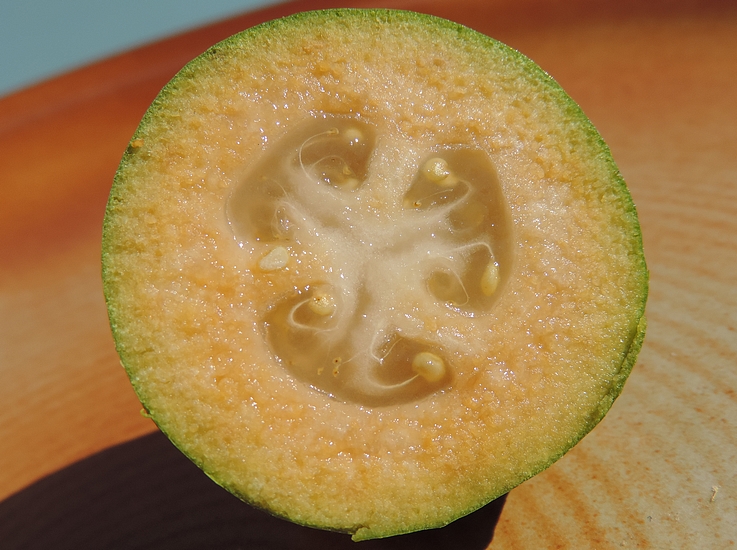 Acca sellowiana (Feijoa) : pulpe du fruit m�r (coupe transversale).