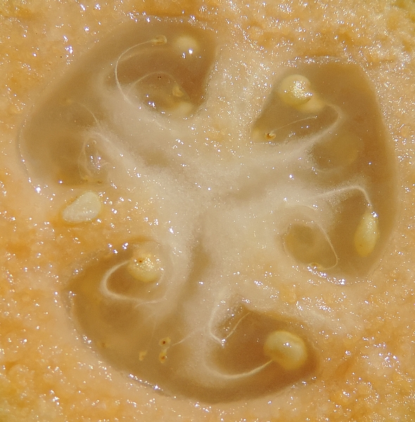 Acca sellowiana (Feijoa) : d�tail des loges carpellaires contenant les graines.