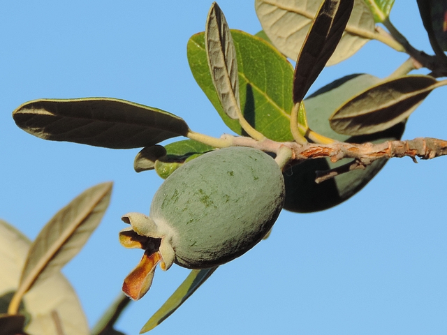 Acca sellowiana (Feijoa) : restes du calice � l'apex du fruit